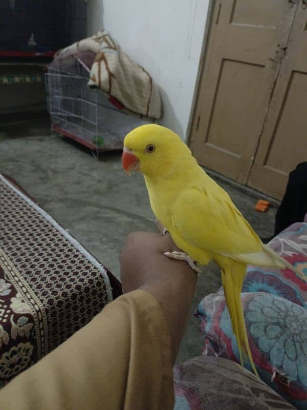 yellow parrot 1