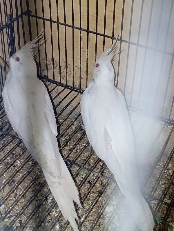 cocktail eno red eyes king size breeding pair 1