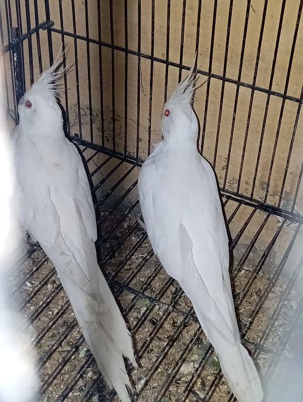 cocktail eno red eyes king size breeding pair 2