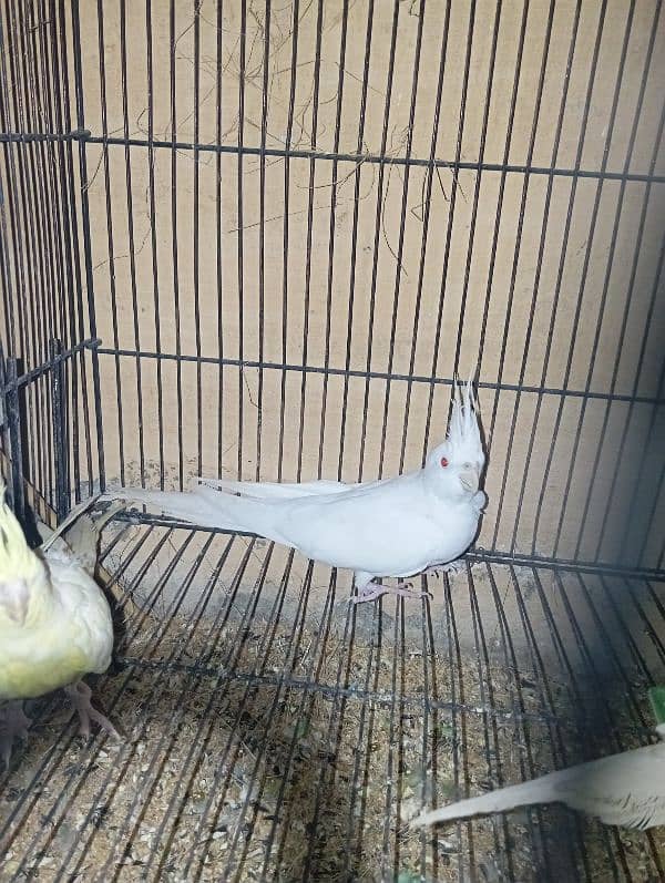 cocktail eno red eyes king size breeding pair 3