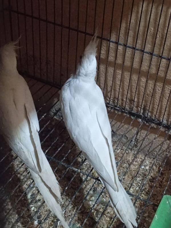 cocktail eno red eyes king size breeding pair 4