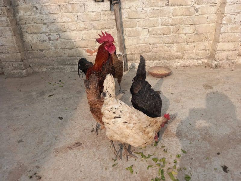 All hen for sale. O333 5468517 what app connect . Price kam ho Jay gi 0