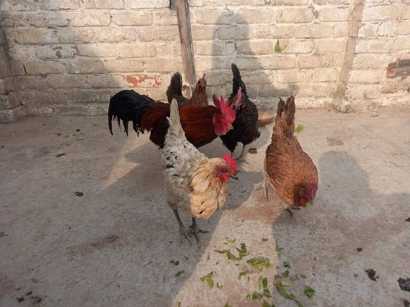 All hen for sale. O333 5468517 what app connect . Price kam ho Jay gi 1