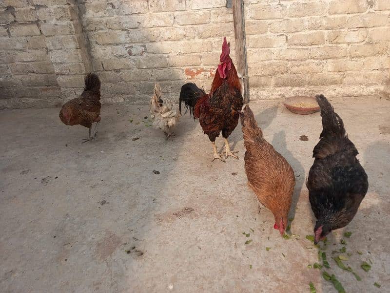 All hen for sale. O333 5468517 what app connect . Price kam ho Jay gi 2