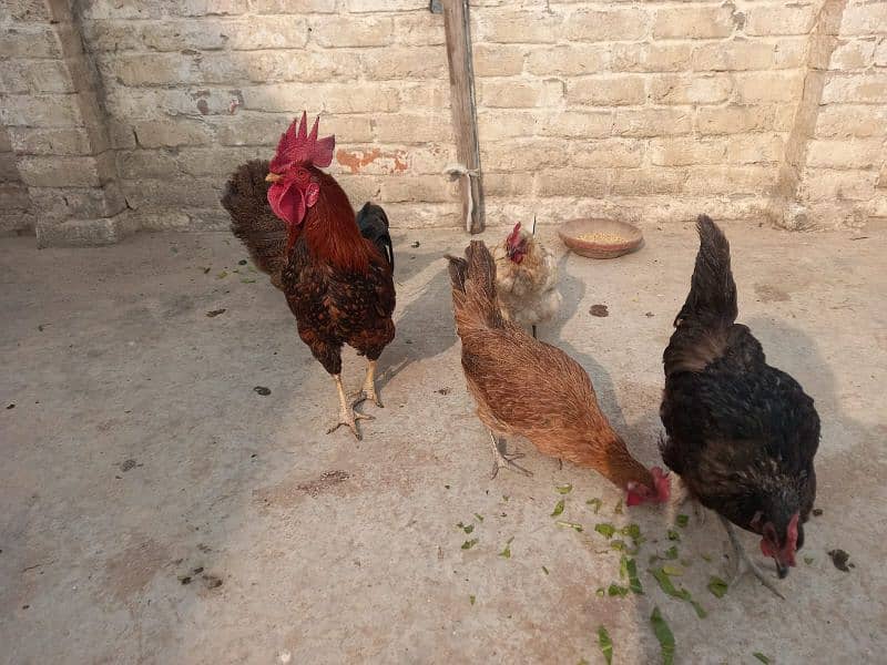 All hen for sale. O333 5468517 what app connect . Price kam ho Jay gi 3