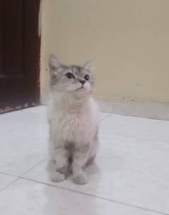 Persian kitten