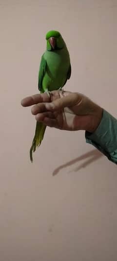 Green parrot male hand tame