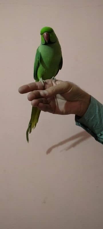 Green parrot male hand tame 0