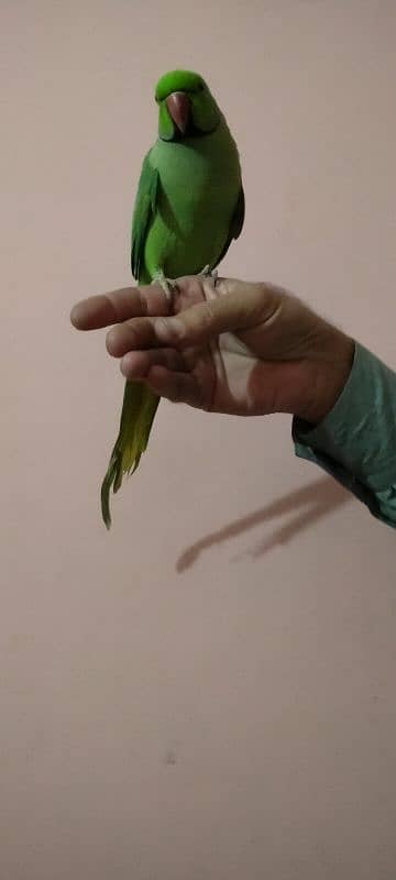 Green parrot male hand tame 1