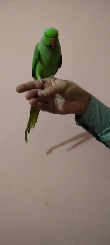 Green parrot male hand tame 2