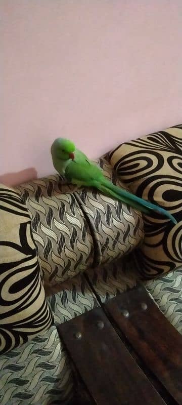 Green parrot male hand tame 3