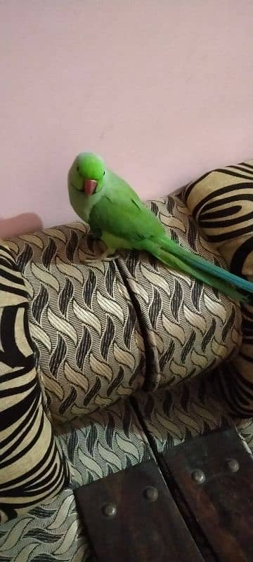 Green parrot male hand tame 4