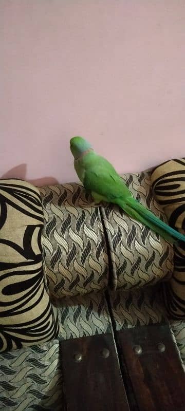 Green parrot male hand tame 5