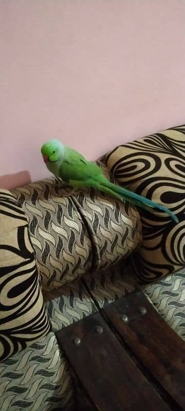 Green parrot male hand tame 6