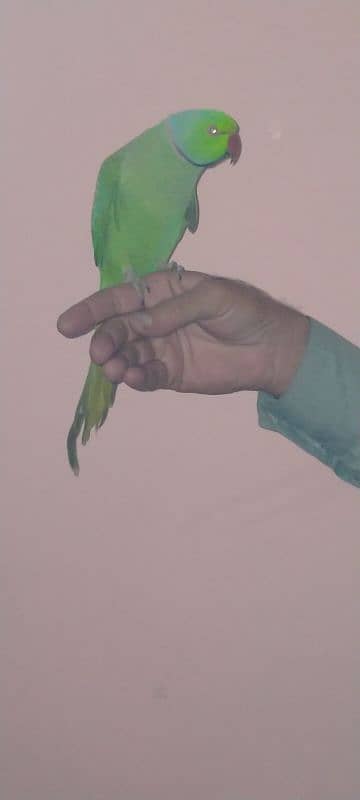 Green parrot male hand tame 7