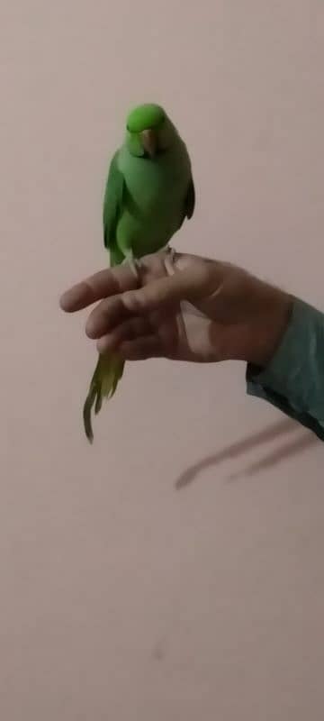 Green parrot male hand tame 8