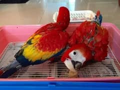 red macaw parrot checks for sale 03=49=68=26=931