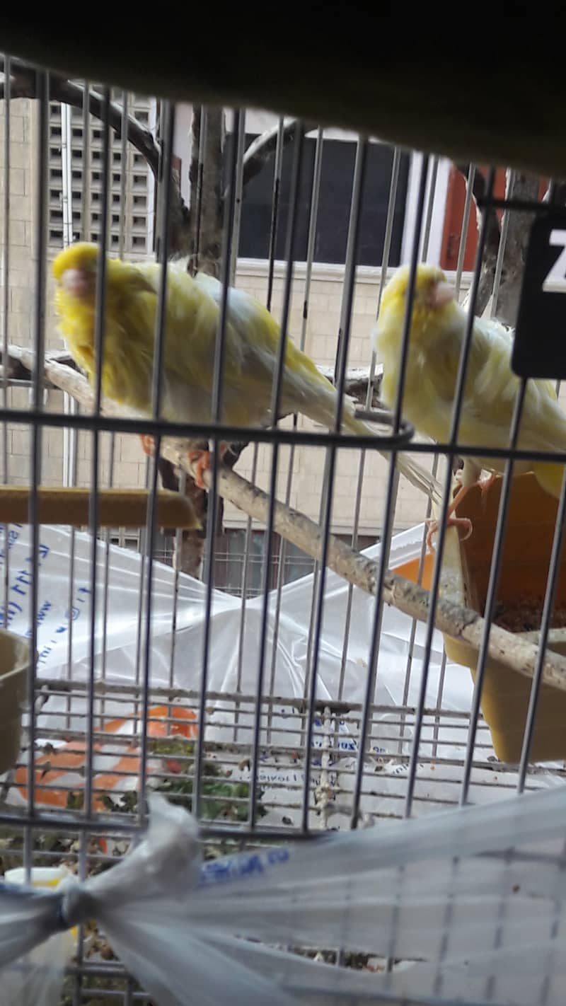 singing canari for sale 0