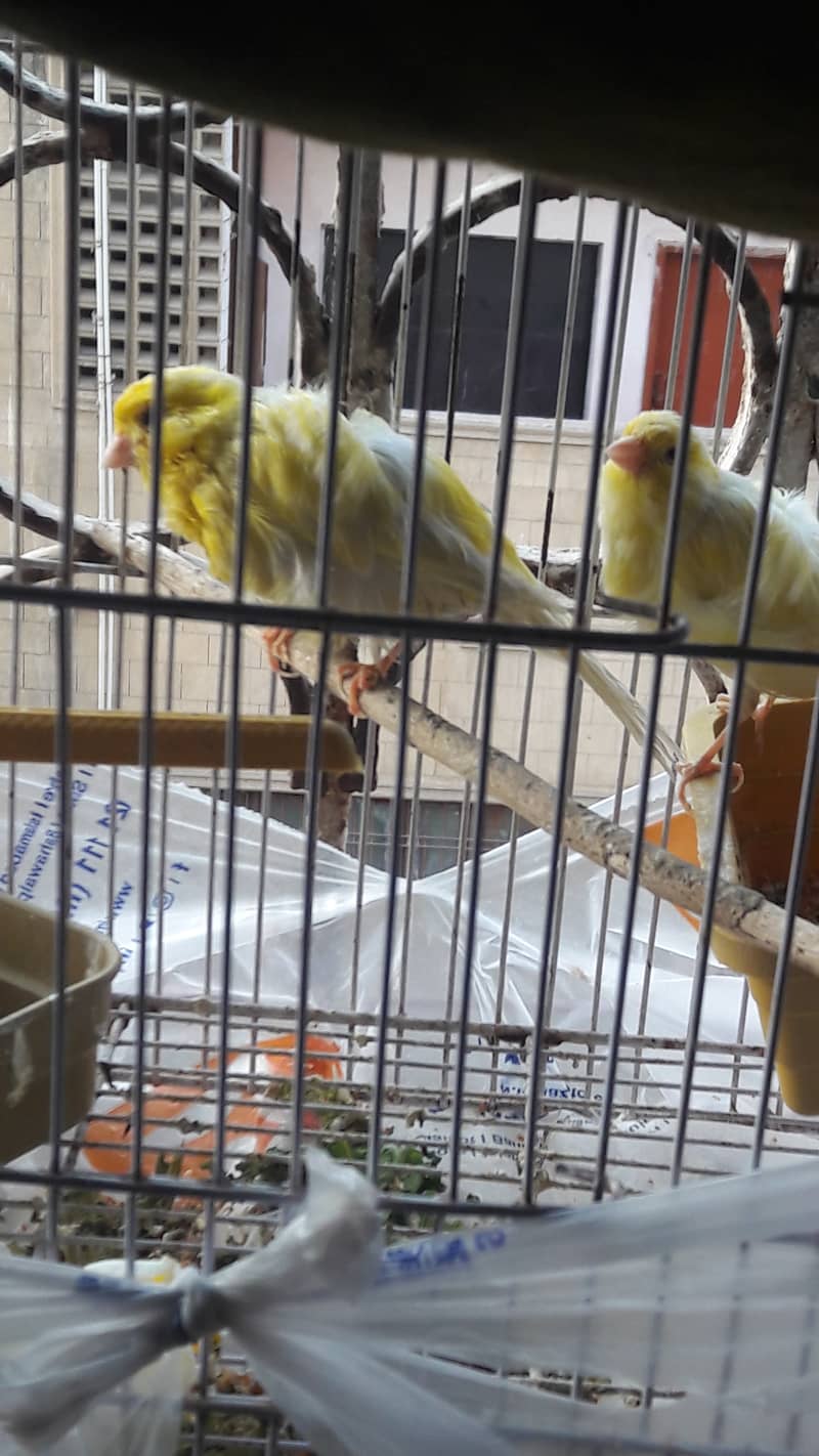 singing canari for sale 1