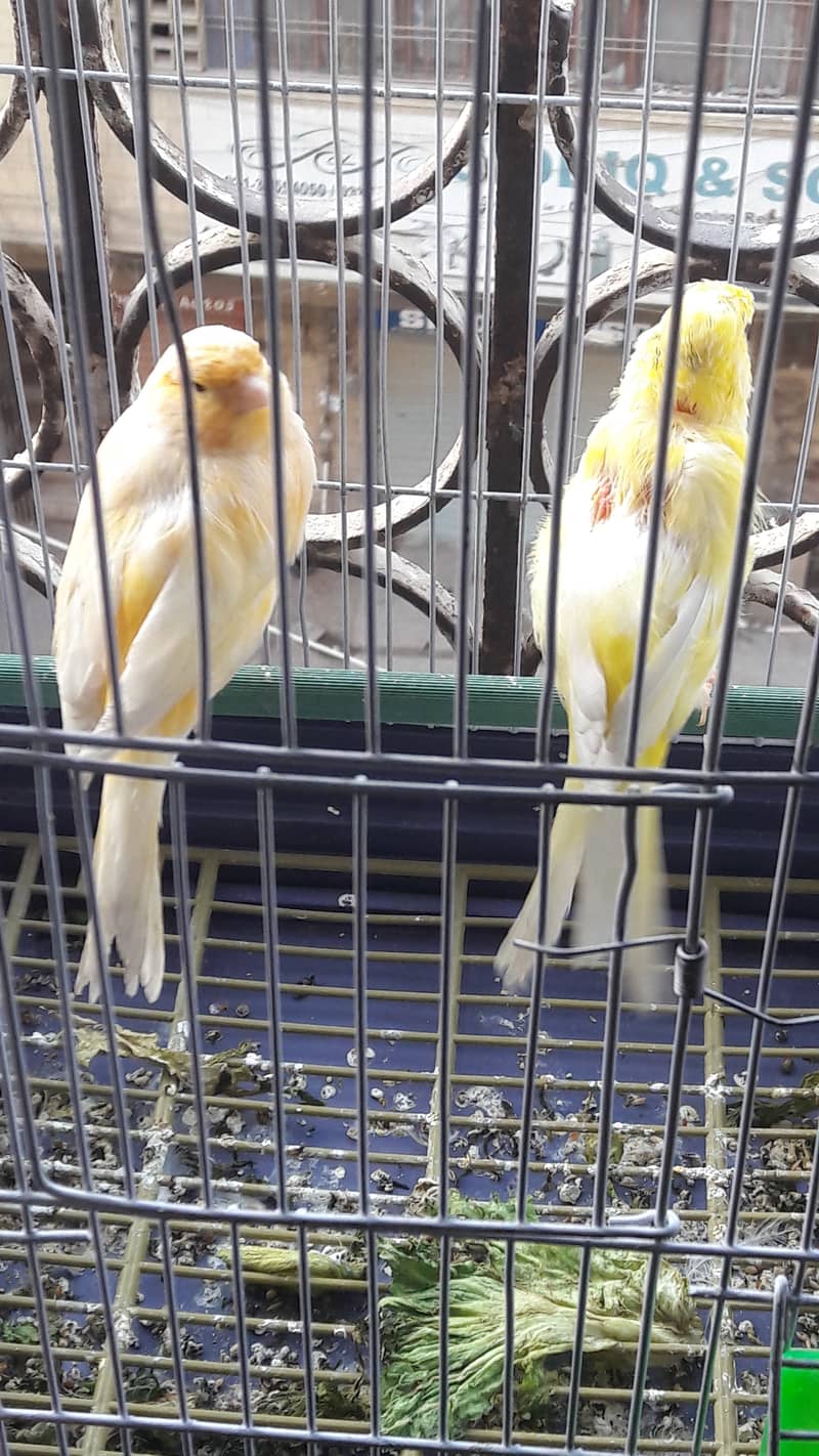 singing canari for sale 2