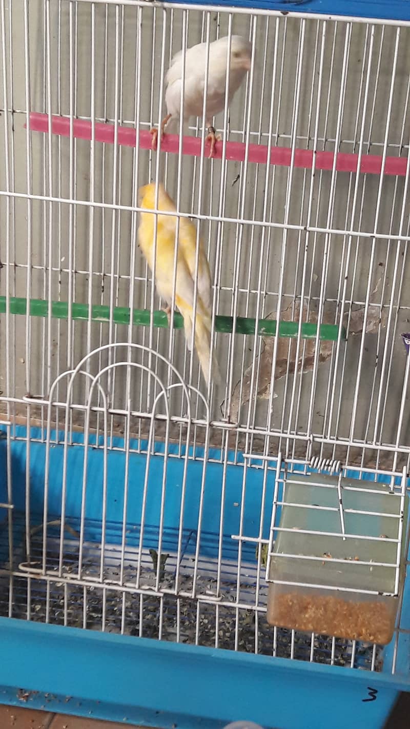 singing canari for sale 3