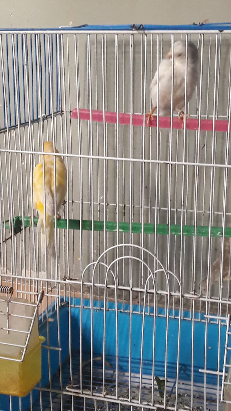 singing canari for sale 4