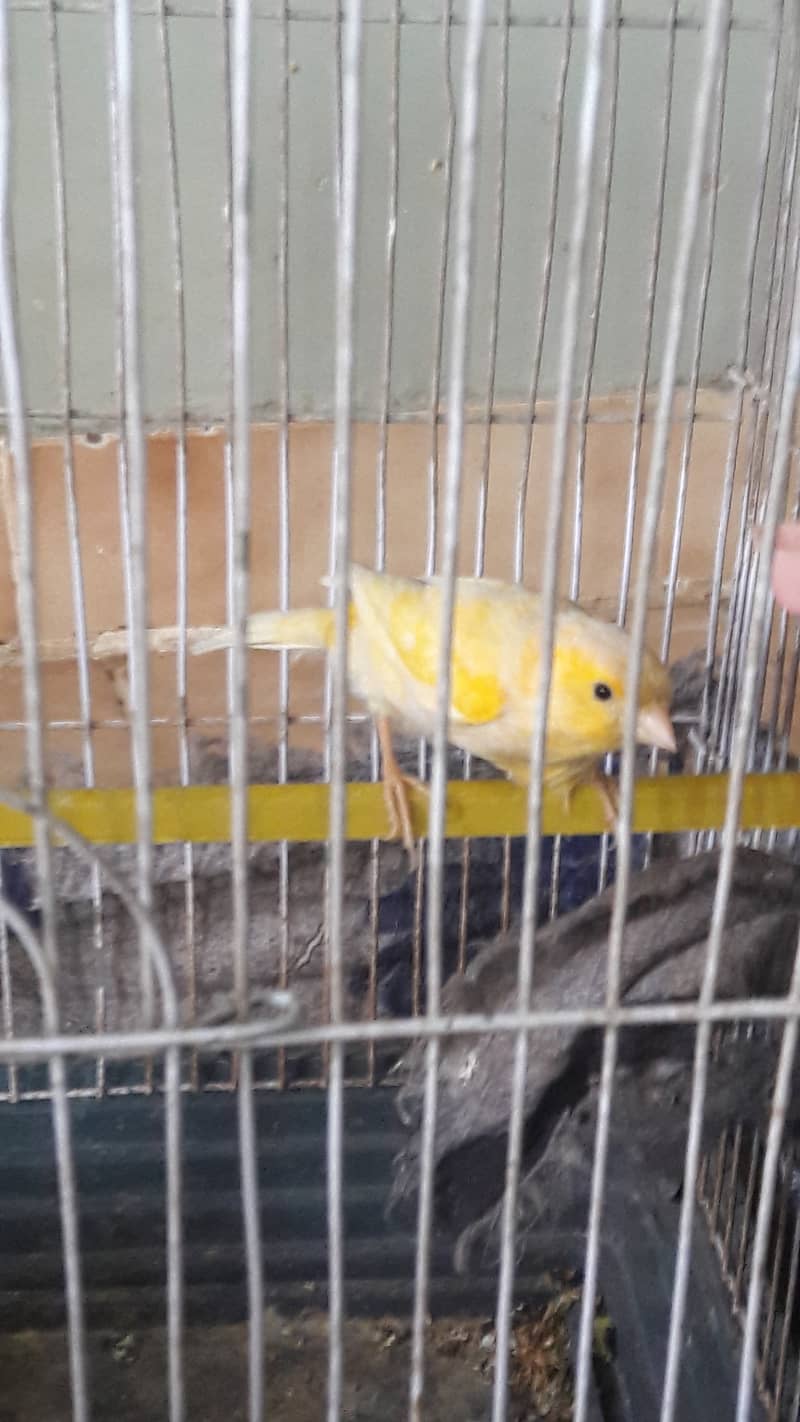 singing canari for sale 5