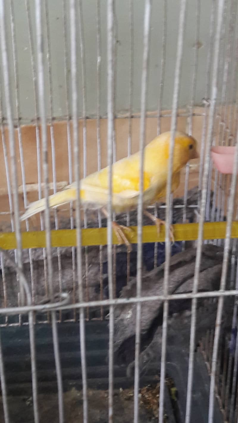 singing canari for sale 6