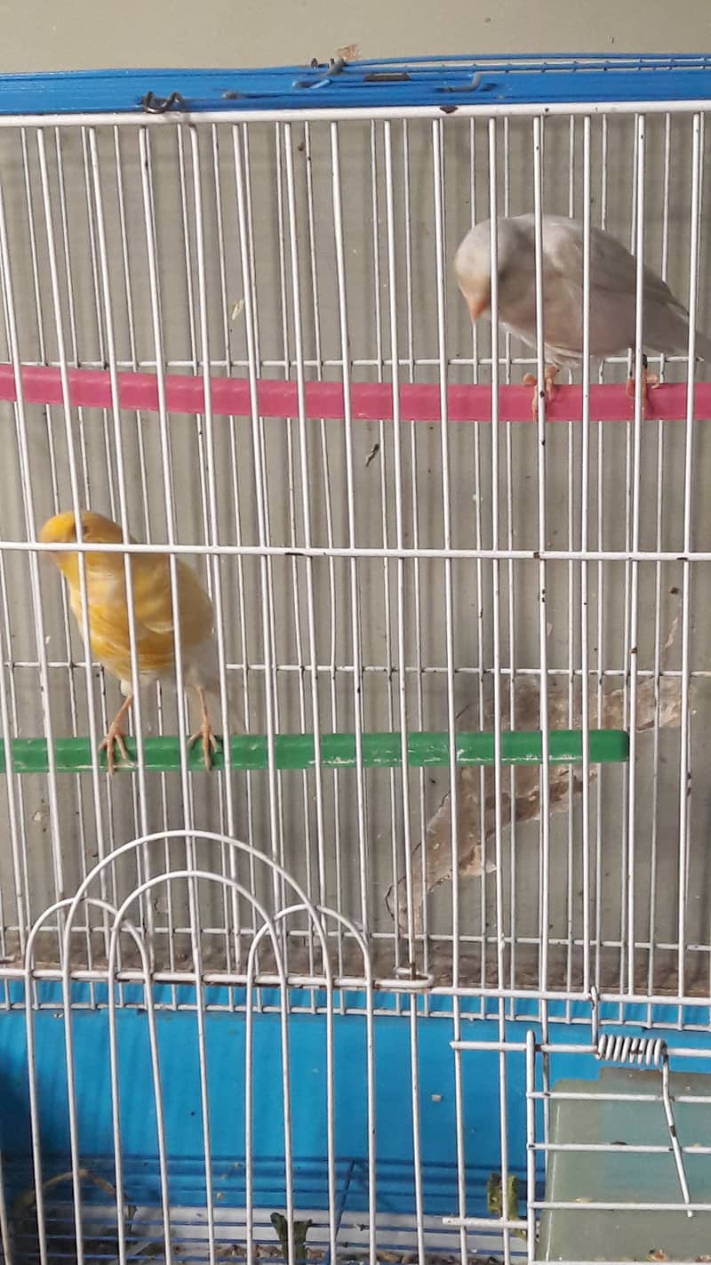 singing canari for sale 7