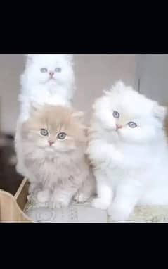 Persian kitten for urgent sale my WhatsApp number 03473694899