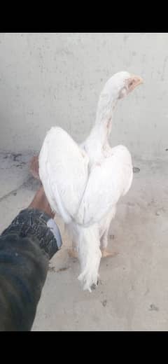 Paper White Heera Chick for sale.