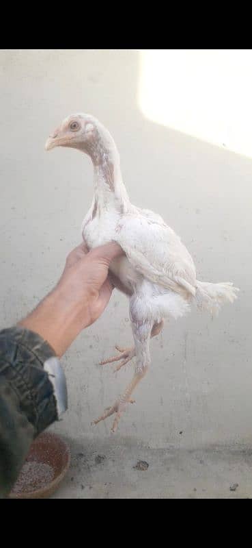 Paper White Heera Chick for sale. 2