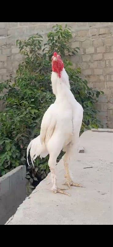 Paper White Heera Chick for sale. 4