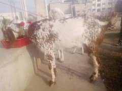 bakri for sale