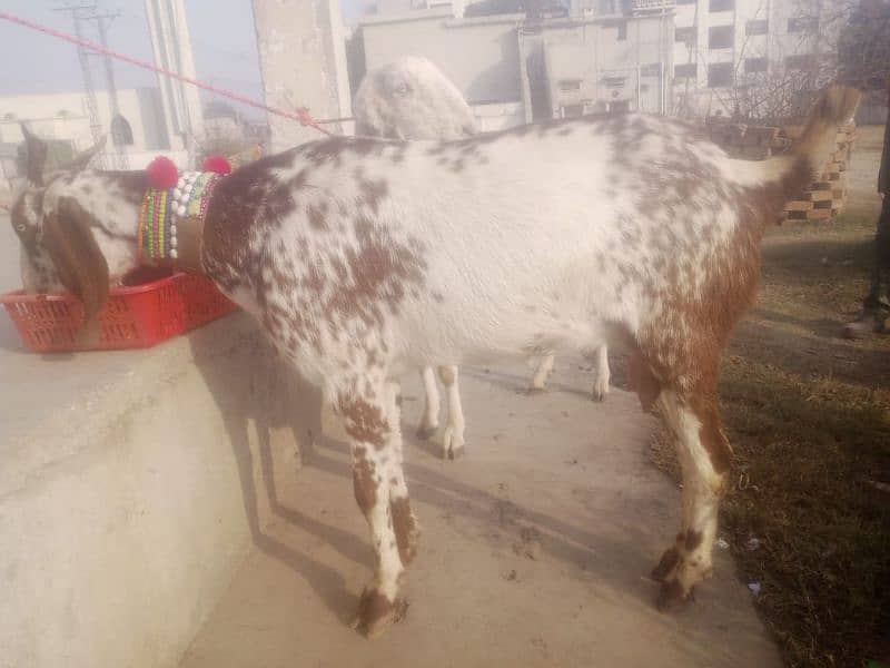 bakri for sale 0