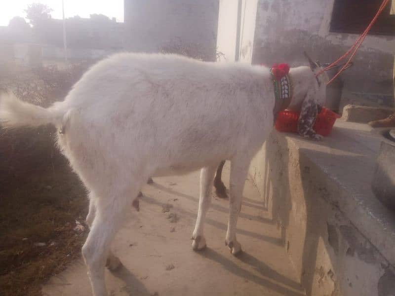 bakri for sale 1