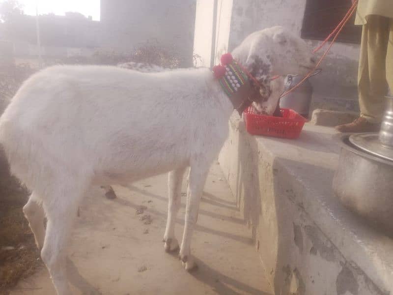 bakri for sale 2