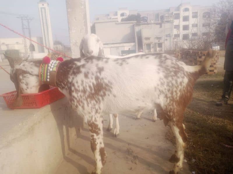 bakri for sale 3