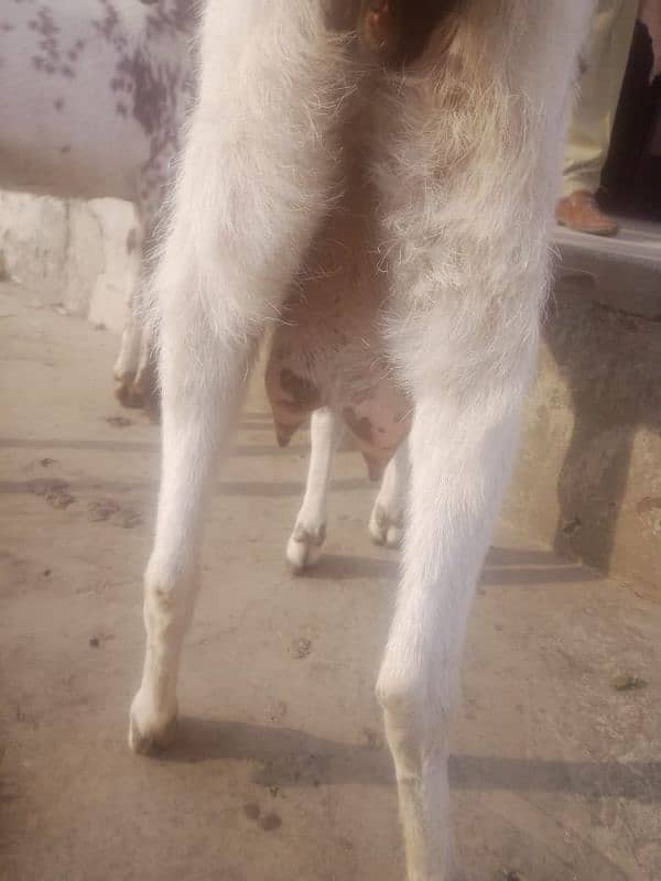 bakri for sale 4