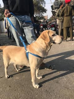 Labrador Female