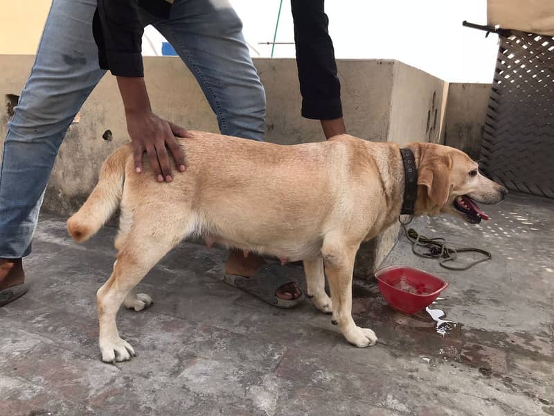 Labrador Female 1