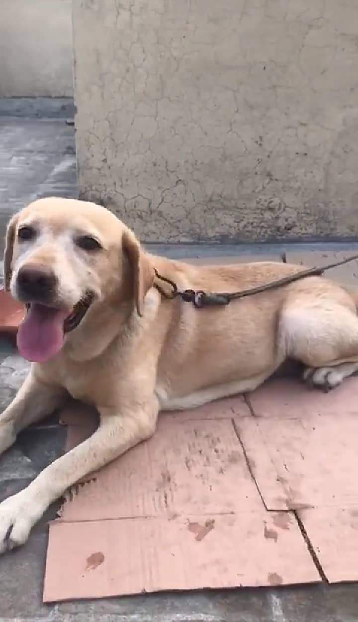 Labrador Female 2