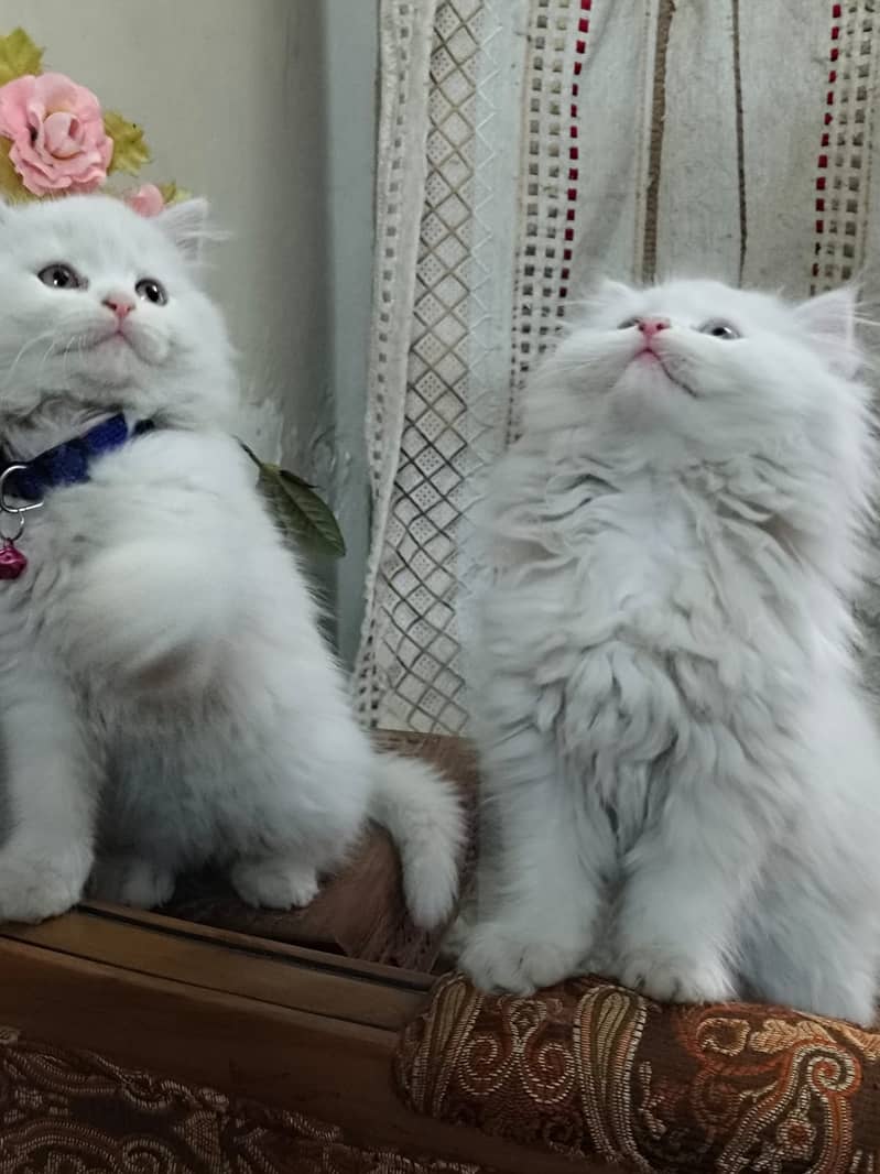 Cute Persian kitten 0