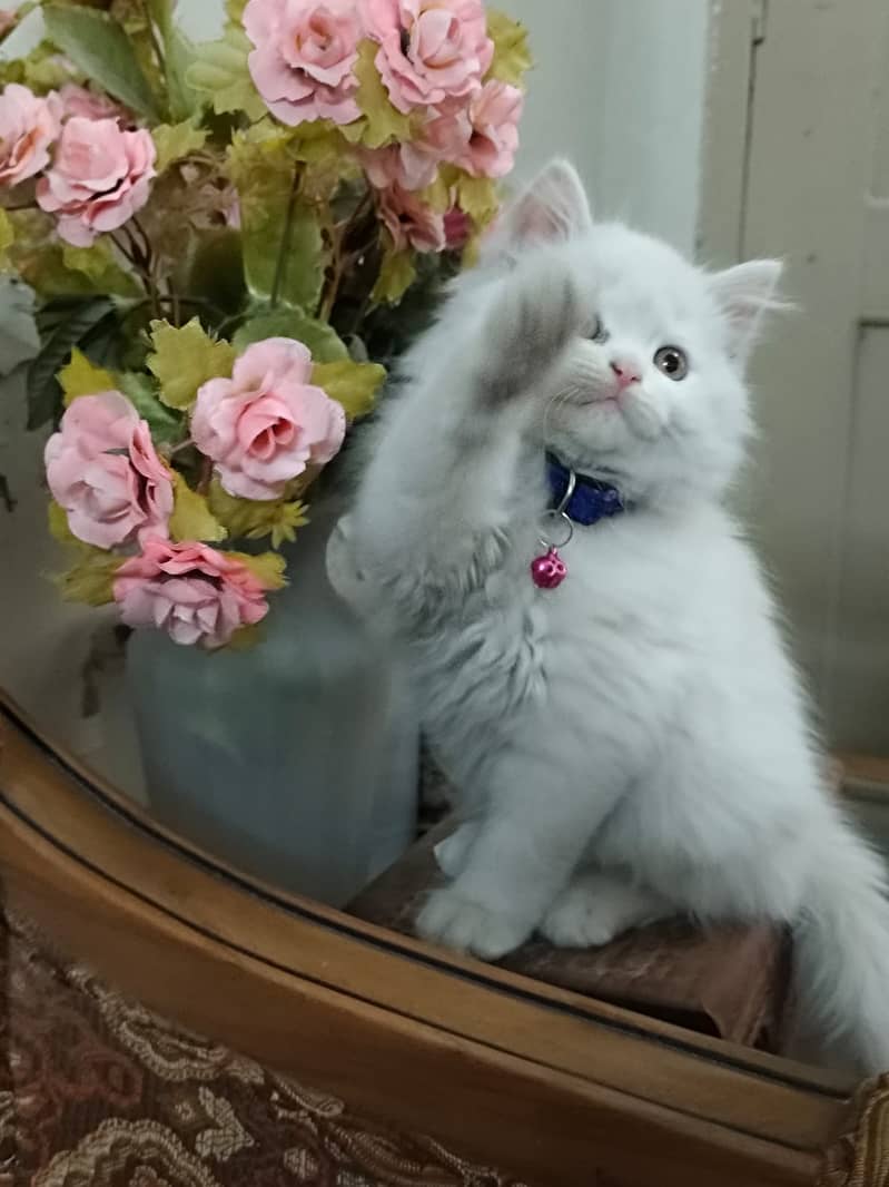 Cute Persian kitten 1