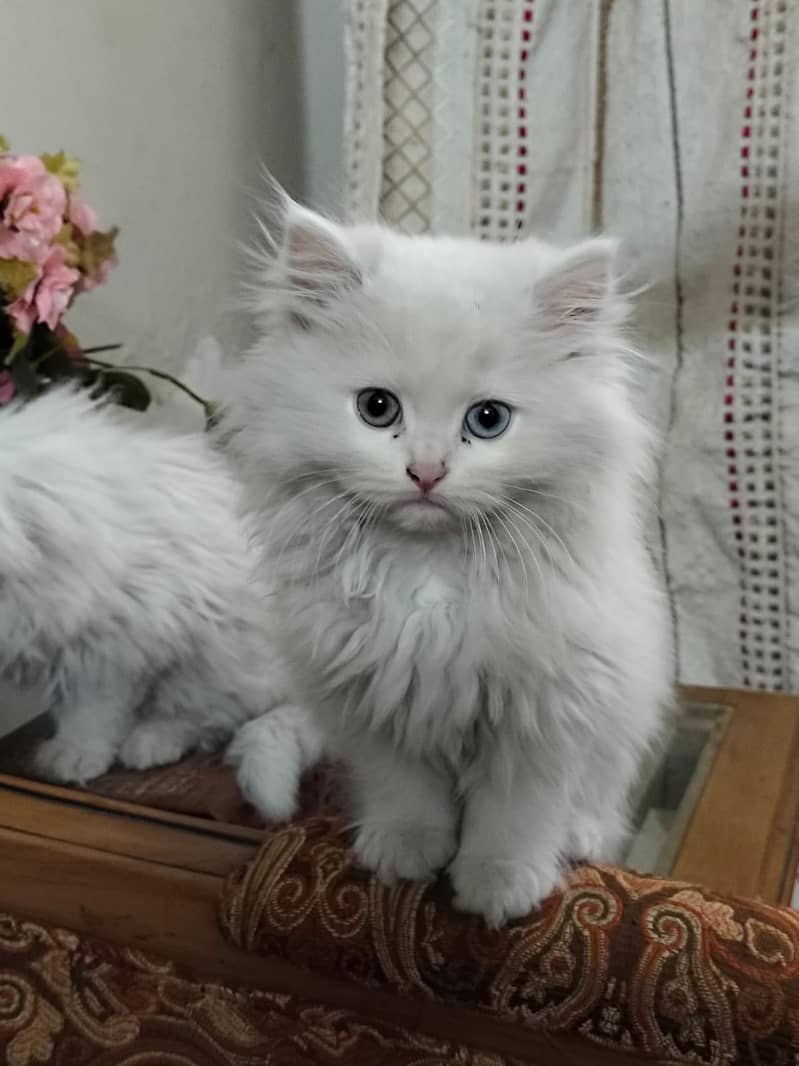 Cute Persian kitten 3