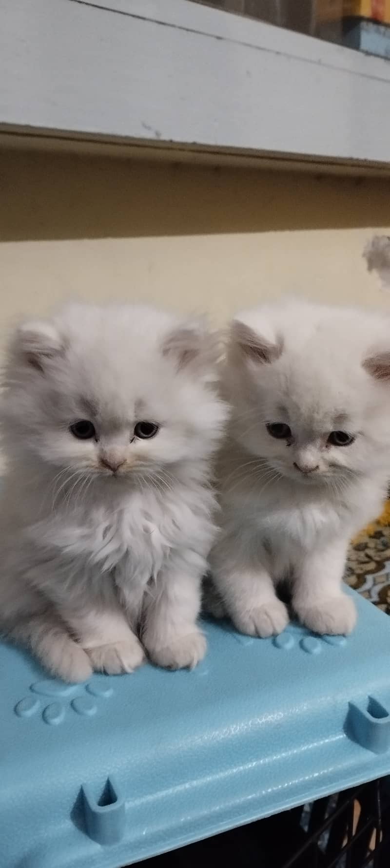 Cute Persian kitten 4