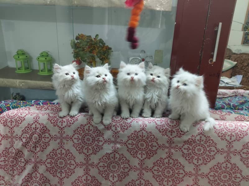 Cute Persian kitten 5