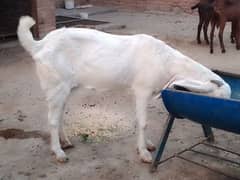 Rajanpuri bakri / goat / Bakra / bakri