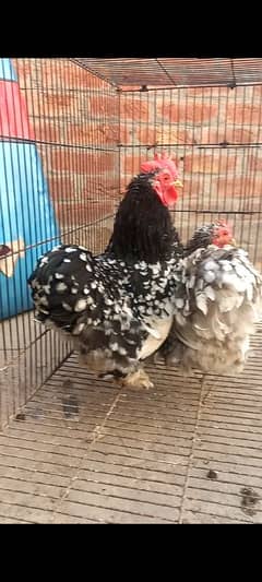 mollted bantam set 1+2