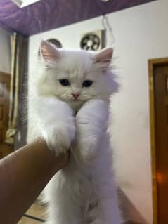 Pure punch face Persian Kittens